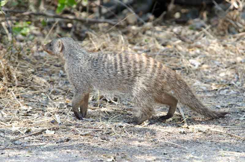 Mangosta - parque nacional de Etosha - Namibia 1.jpg